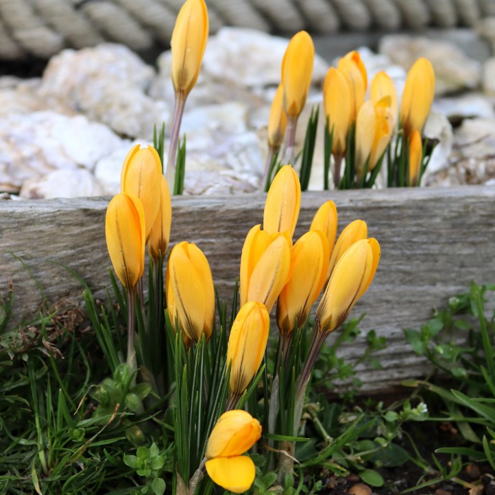 Крокус Великоквітковий Yellow