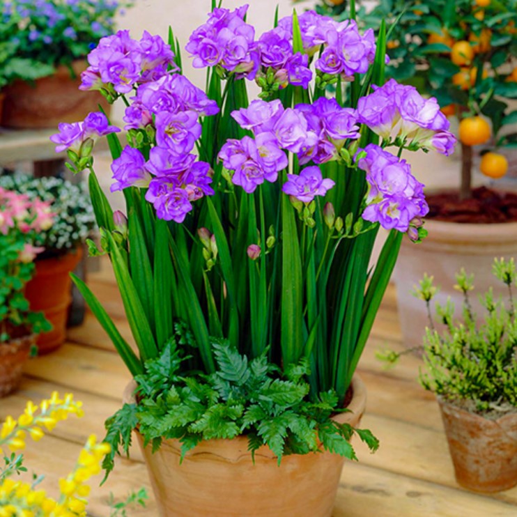 Фрезія махрова (повна) Blue