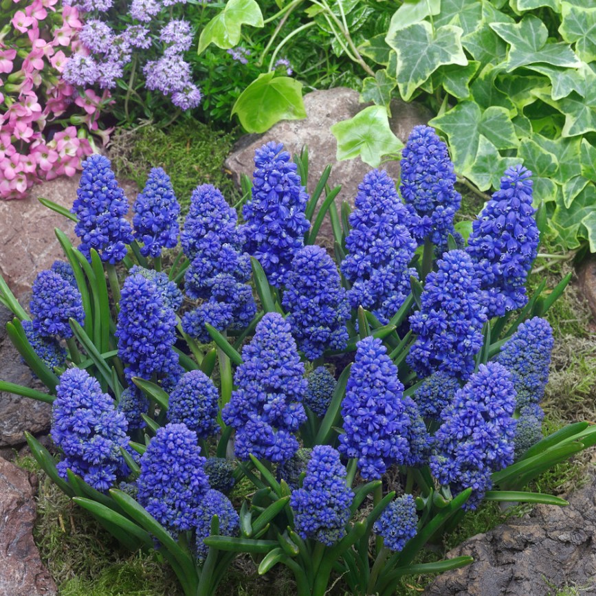 Мускарі Blue Spike