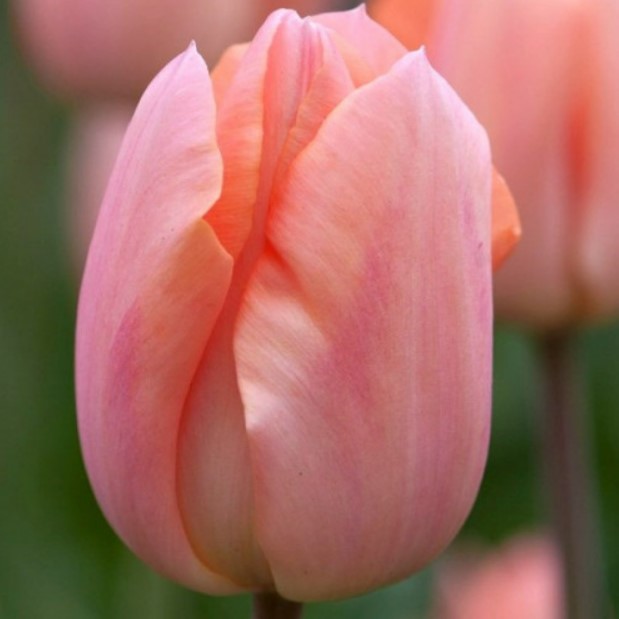 Тюльпан Тріумф Apricot Beauty