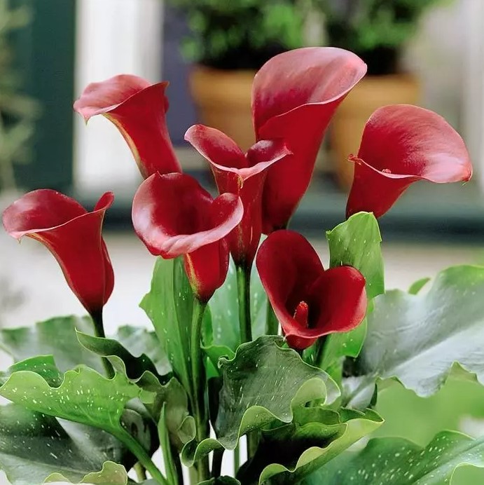 Кала Majestic Red