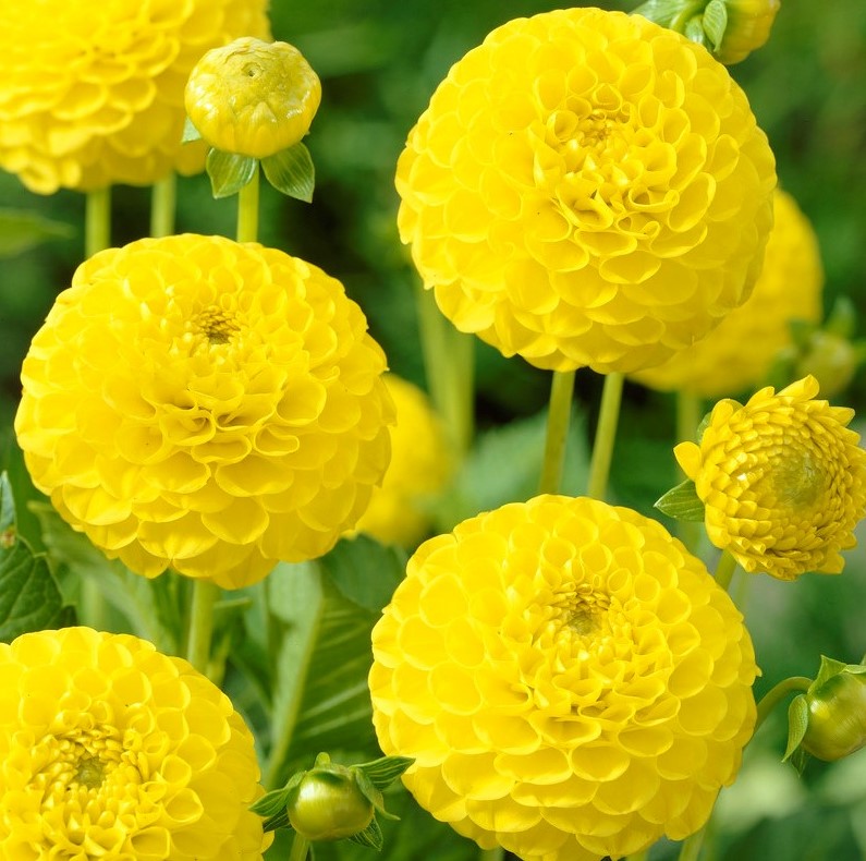 Жоржина Помпонна Deepest Yellow