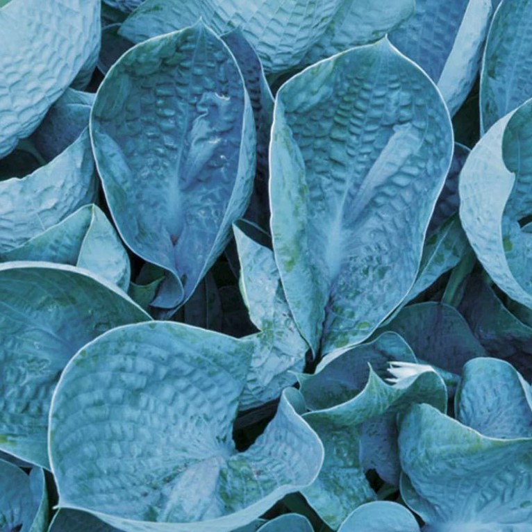 Хоста Canadian Blue