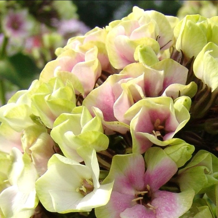 Флокс Sherbet Blend