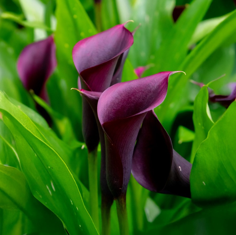 Кала Purple Sensation