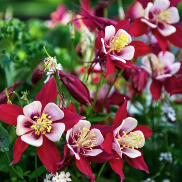 Аквілегія Crimson Star