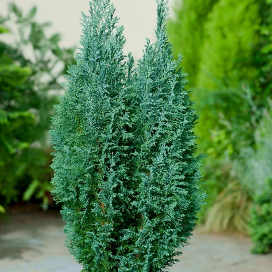 Кипарисовик Ellwoodii (Елвуді) контейнер 0.5 л