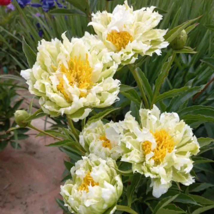 Півонія трав'яниста Green Lotus