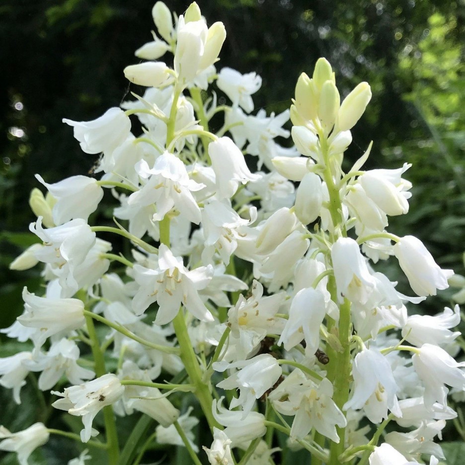 Гіацінтоідес Білий (White)