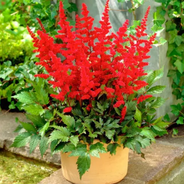 Астільба Etna