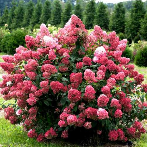 Гортензія Pink Queen контейнер 0.5 л