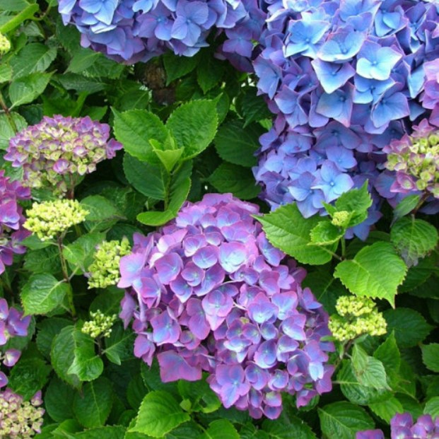 Гортензія Blauer Zwerg (контейнер 0.5 л)