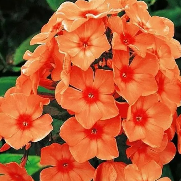 Флокс Orange Perfection