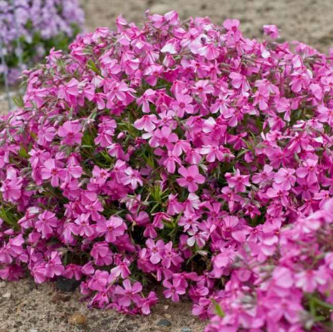 Флокс Millstream Daphne