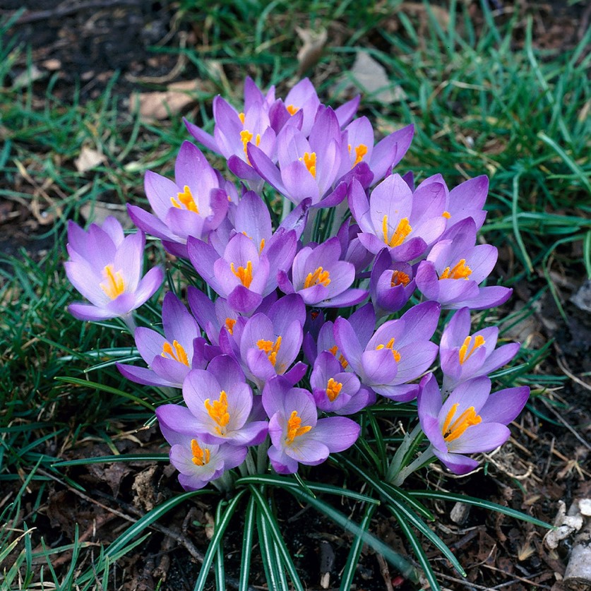Крокус Ботанічний Barr's Purple