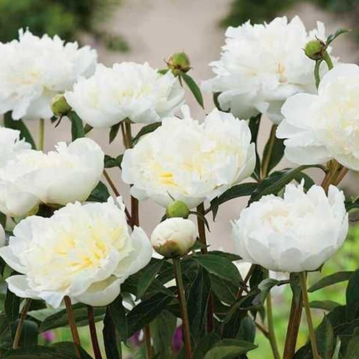 Півонія трав'яниста Duchesse de Nemours