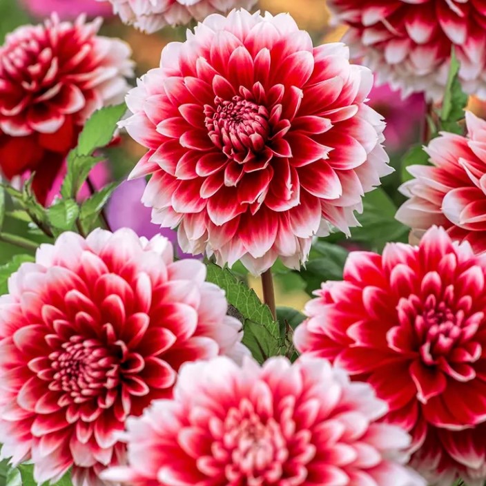 Жоржина Фімбріата Red and White Fubuki