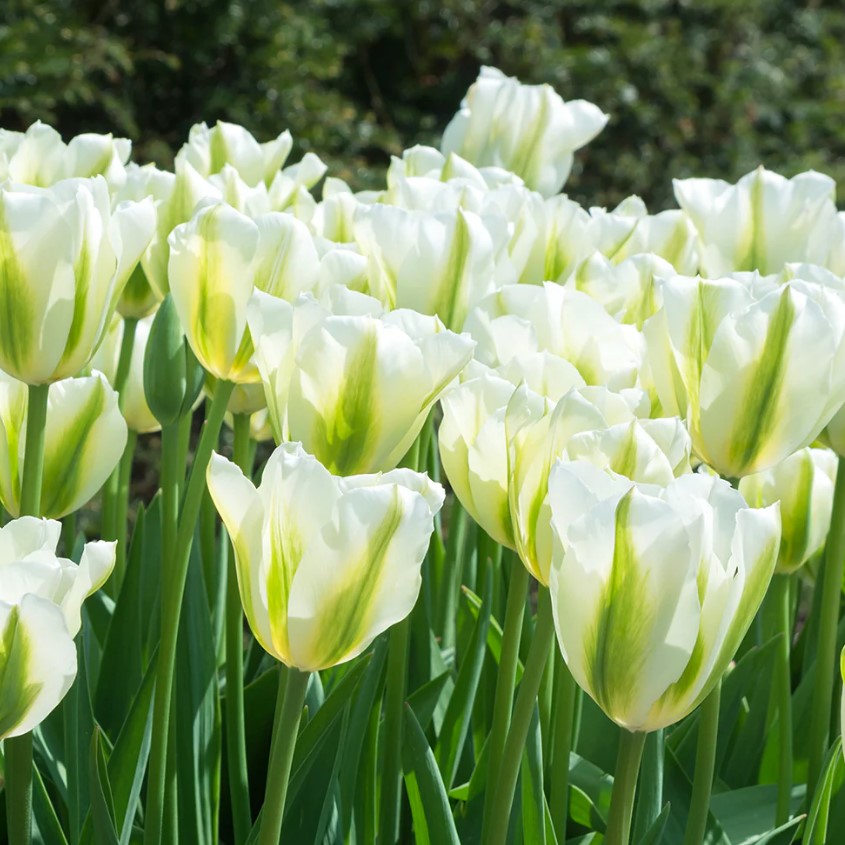 Тюльпан Вірідіфлора Spring Green