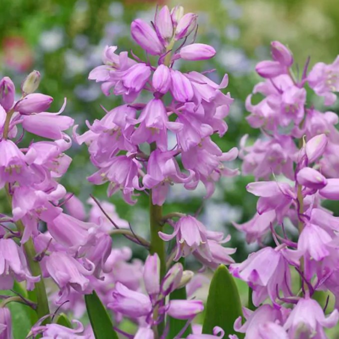 Гіацінтоідес Рожевий (Pink)