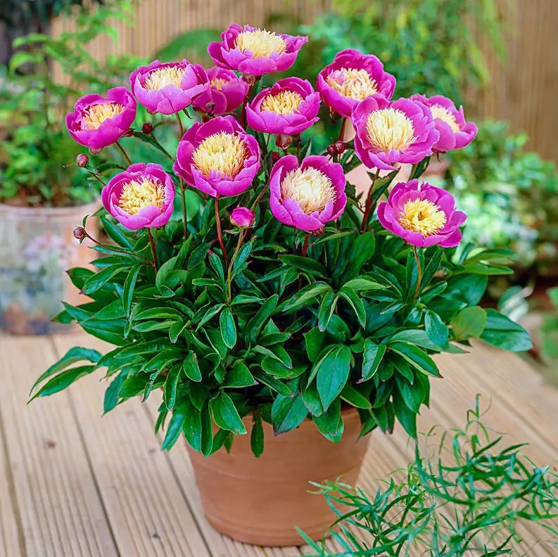 Півонія трав'яниста Bowl of Beauty