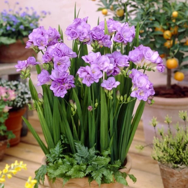 Фрезія махрова (повна) Lavender