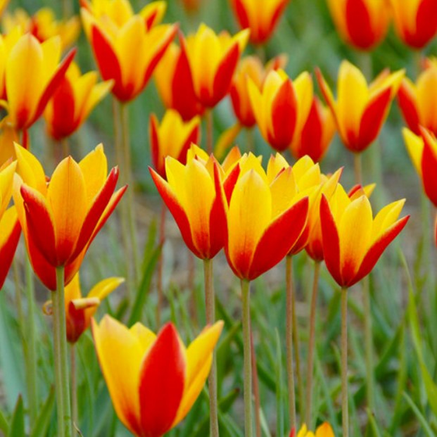 Тюльпан ботанічний Clusiana var Chrysantha